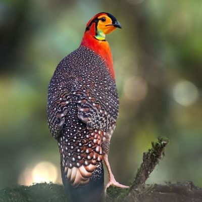 birding tours in india